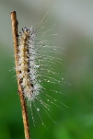 03462 Hyphantria cunea (Infantria americana)